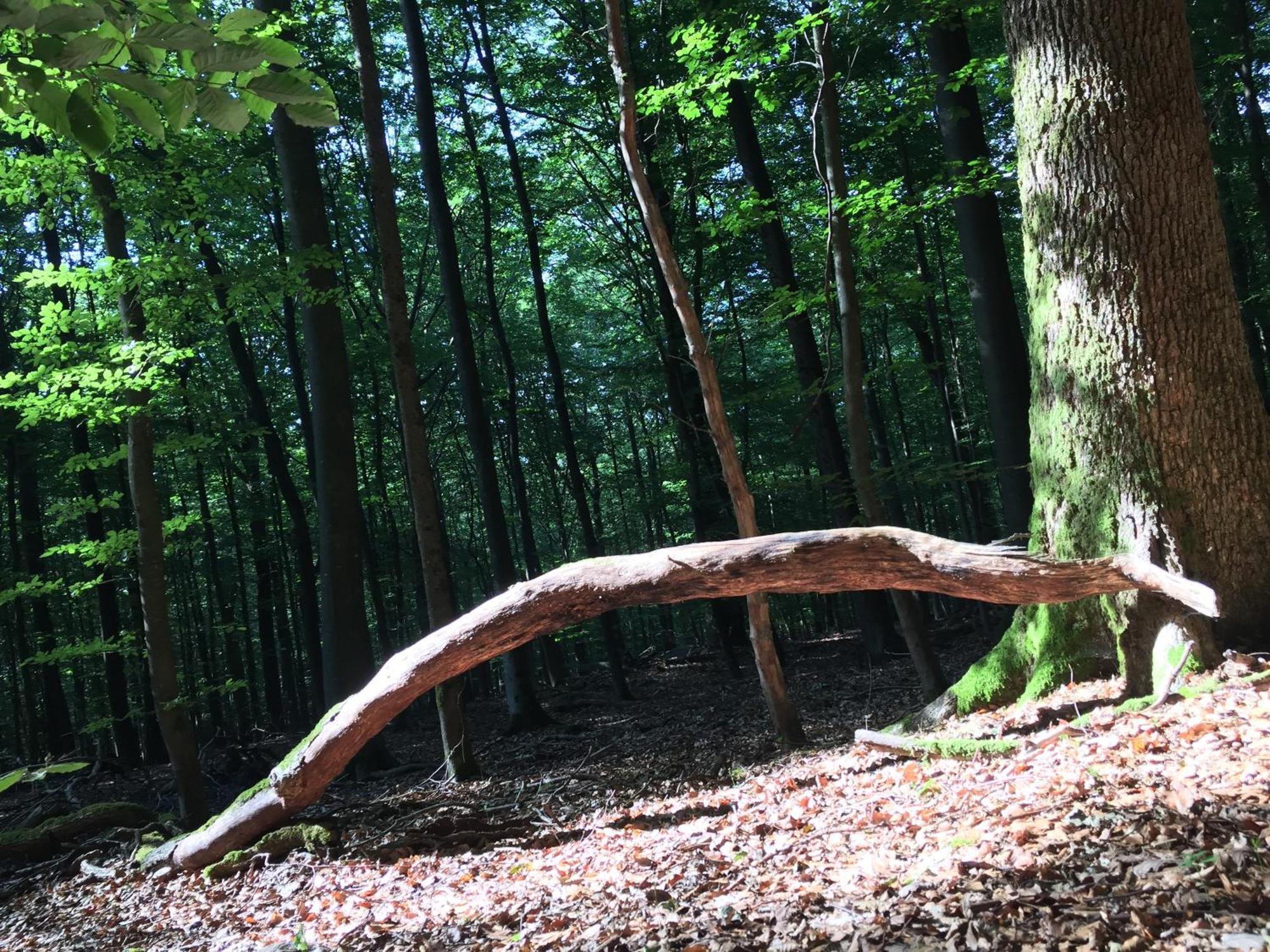 Gittas Paradiesperle Niederdreisbach Luaran gambar